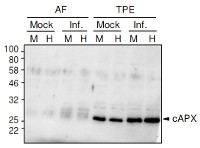 cAPX | Ascorbate peroxidase (cytosolic) (plant) in the group Antibodies Plant/Algal / Environmental Stress / Plant Oxidative Stress at Agrisera AB (Antibodies for research) (AS06 180)